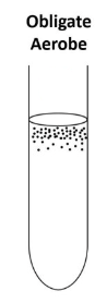 <p>Grows only at the surface</p><ul><li><p>Grows on the surface because it needs air</p></li></ul><p></p>