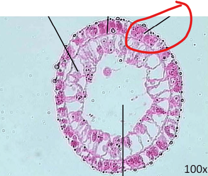 <p>phylum? Pointing to?</p>