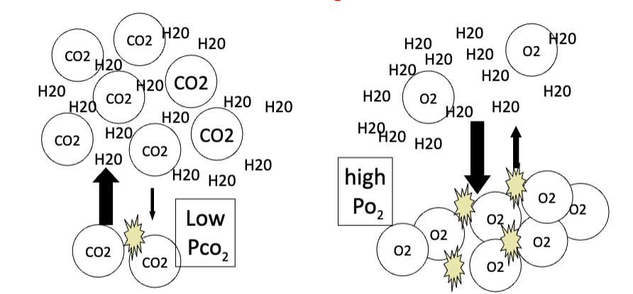 <ul><li><p>If two gases are present at the <strong>same concentration</strong>, the <strong>less soluble gas</strong> displays a <strong>higher P_gas</strong>.</p></li><li><p><strong>CO₂ is 20× more soluble than O₂</strong>.</p></li><li><p>Therefore:</p><ul><li><p><strong>Low PCO₂</strong></p></li><li><p><strong>High PO₂</strong></p></li></ul></li></ul><p>JW HY:&nbsp;It's gonna have more pressure in the fluid, because it didn't dissolve, essentially.</p><ul><li><p>So, the reason CO2 is in soda is because we would have to have, like, 20 times more pressure in an O2 canister, to actually carbonate that water than what we have to do for CO2. And you can see, it's hard to imagine that a gas is dissolved, but if you just think of a 2-liter bottle of soda.</p></li></ul><p></p>