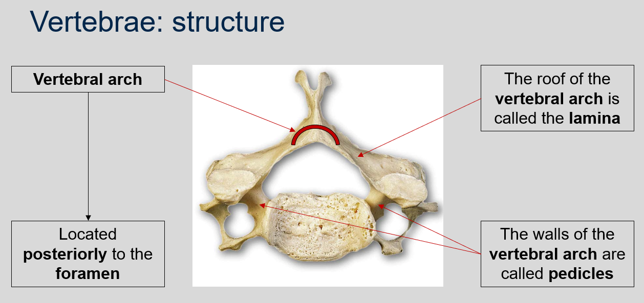 <p>The walls of the vertebral arch are called pedicles.</p>