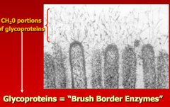 <p>Assist in digestion of carbohydrates and proteins in the small intestine; activate enzymes; break down small peptides into a.a.s in the small intestine. (proteases, lactase, disaccharidases).</p>