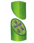 <p>Vascular tissue</p>