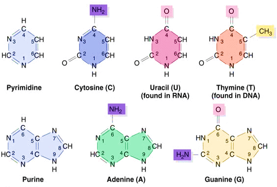 <p>Double ring bases, single ring bases</p>