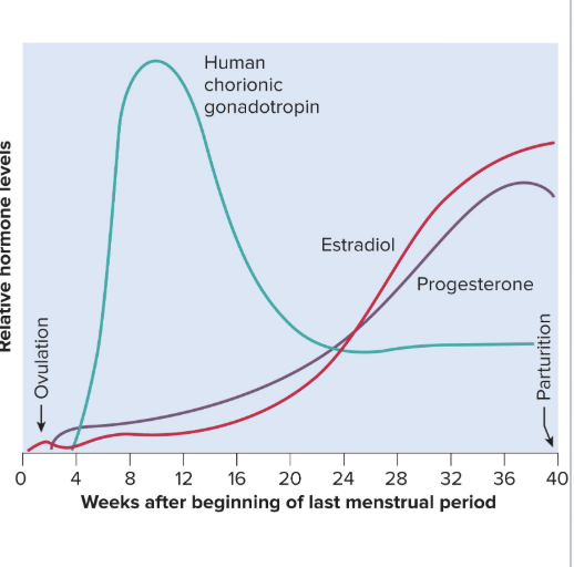 <ul><li><p>Secreted by placenta and corpus luteum</p></li><li><p>Suppresses FSH and LH, preventing follicular development during pregnancy so we aren’t growing multiple babies at different stages</p></li><li><p>Suppresses uterine contractions</p><ul><li><p>This prevents premature childbirth and menstruation</p></li></ul></li><li><p>Causes endometrium to get thicker</p><ul><li><p>is important bc the endometrium is eaten by the blastocyst for nutrients in the beginning stages of pregnancy before placenta is formed</p></li></ul></li><li><p>Stimulates development of alveoli in mammary glands</p></li><li><p>progesterone starts to drop at very end of third trimester, allowing for labor and delivery</p></li></ul><p></p>