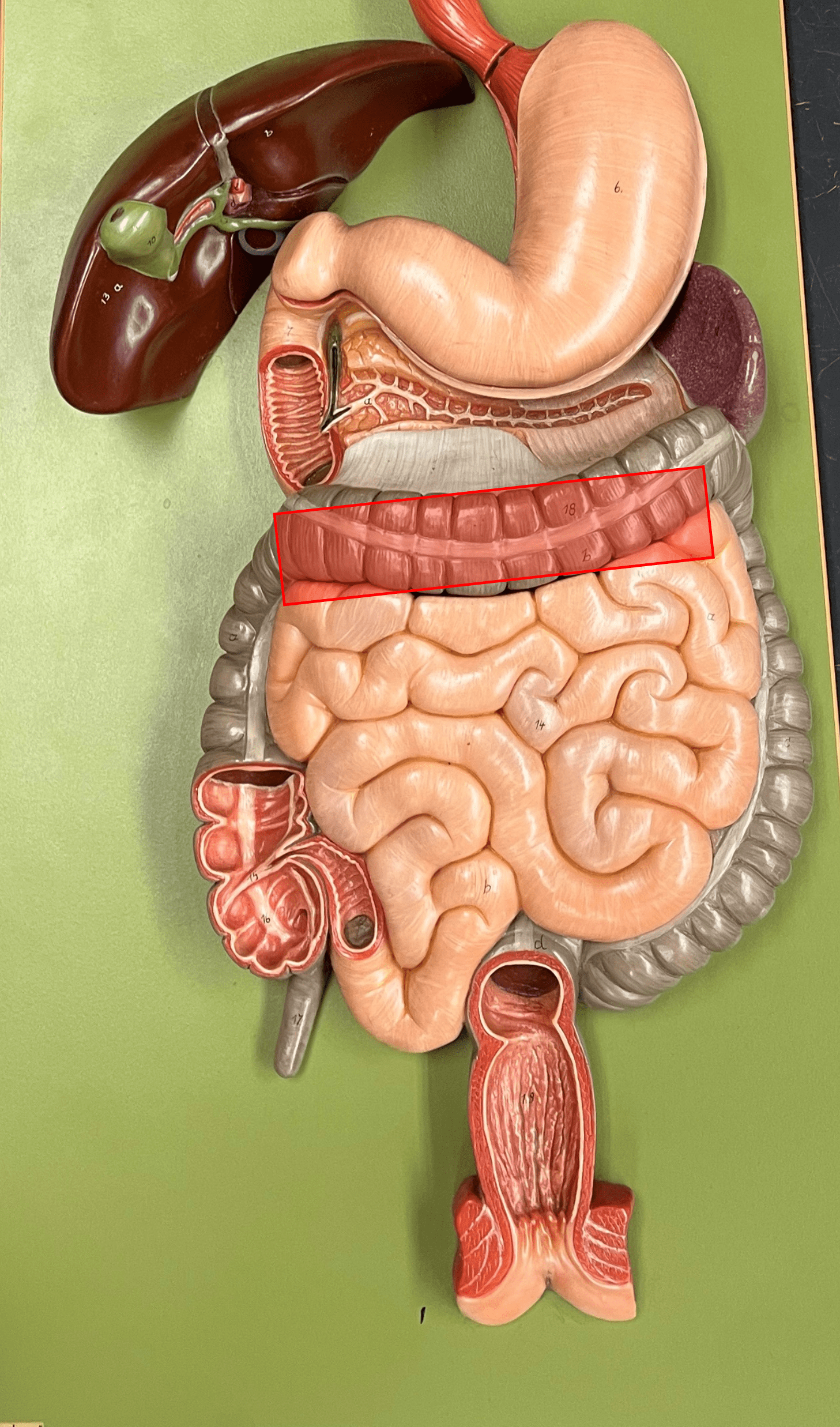 • The second part of the colon of the large intestine.

• The part of the colon moving leftwards across the abdominopelvic cavity.