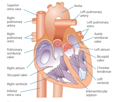 <ol><li><p>Deliver o2</p></li><li><p>Gather waste products</p></li><li><p>Transport heat</p></li><li><p>Atria - thin muscular walls</p></li><li><p>Ventricles - thick walls</p></li><li><p>Left - oxygenated</p></li><li><p>Right - deoxygenated</p></li></ol>