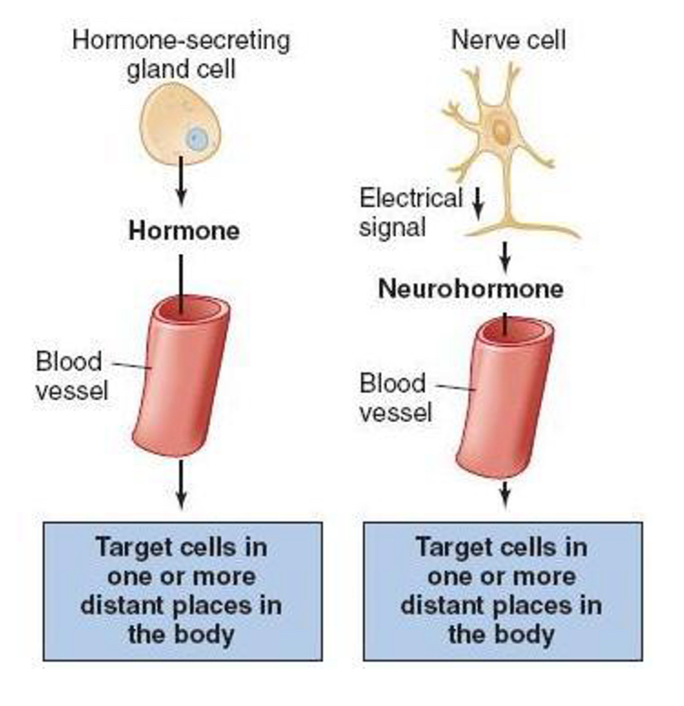 <p>endocrine signaling</p>