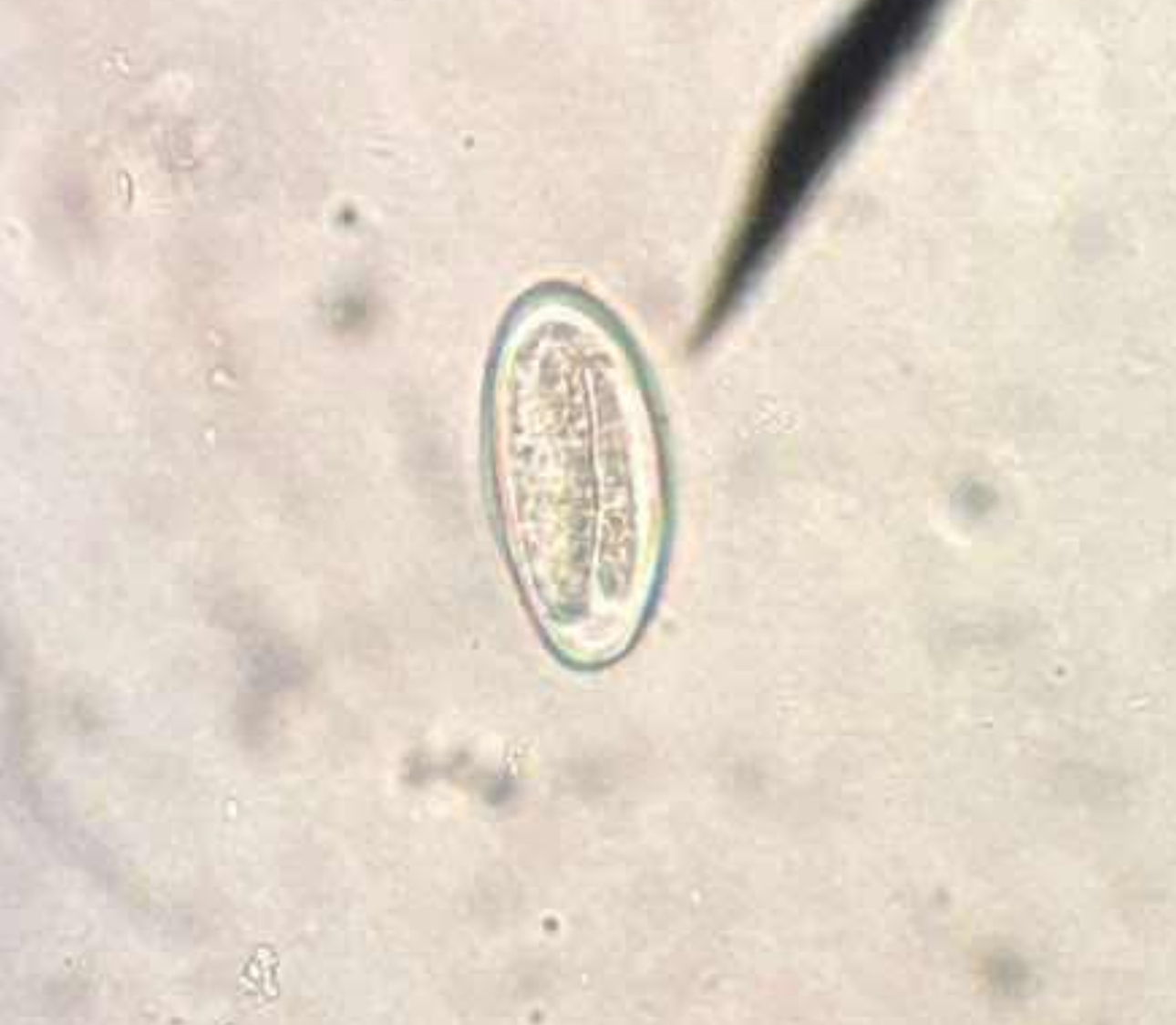<p>A. identify the organism</p><p>B. what group does this organism belong to</p><p>C. female is called?</p><p>D. male is called?</p>