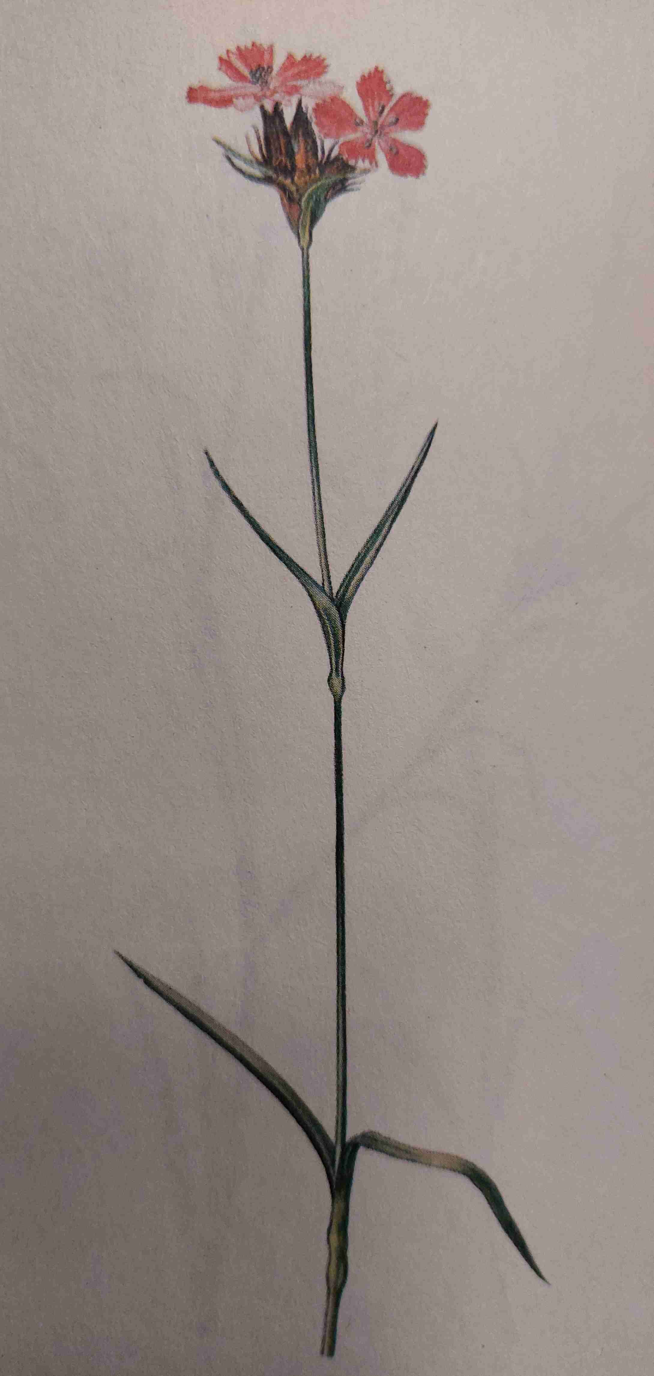 <p>sucho až středně vlhko, oligotrofní, slunno</p>