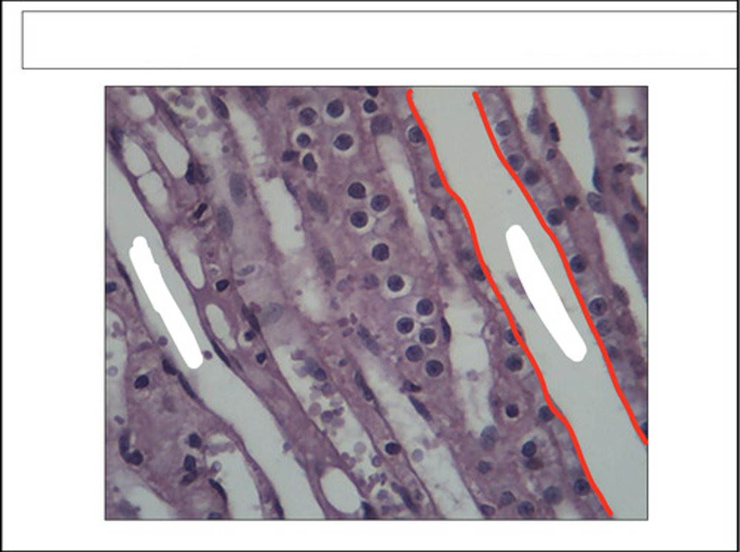 <p>identify this structure and organ</p>