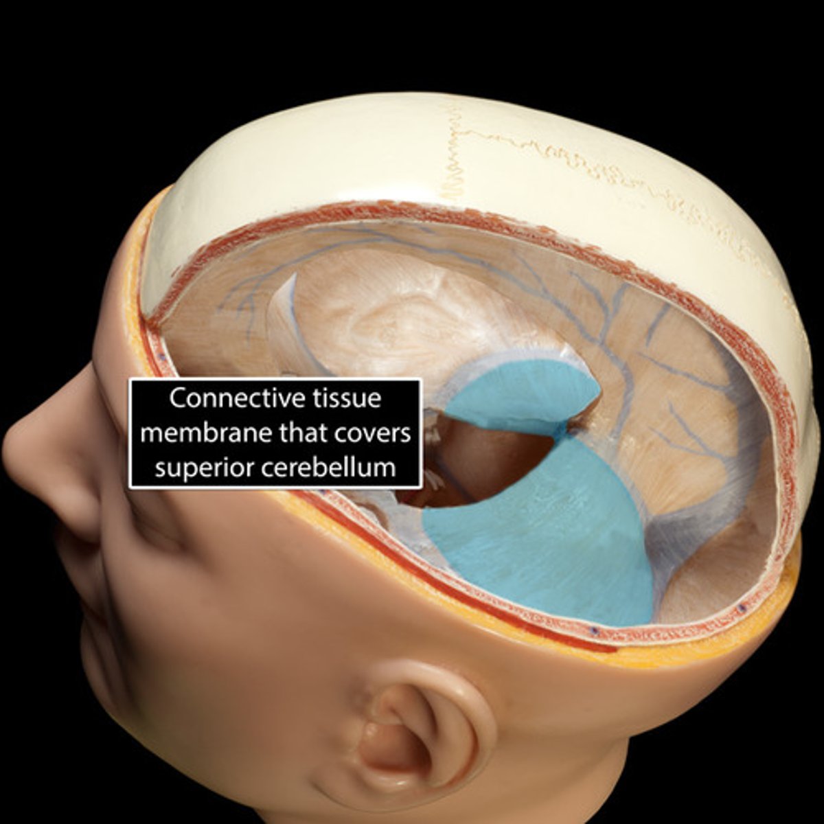 <p>between cerebrum and cerebellum</p>