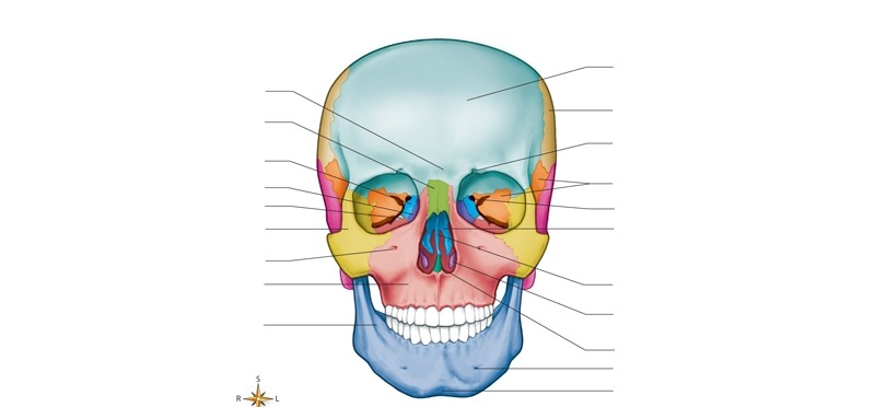 <p>blue - anterior part of cranium, forms forehead, the roof of the orbits</p>