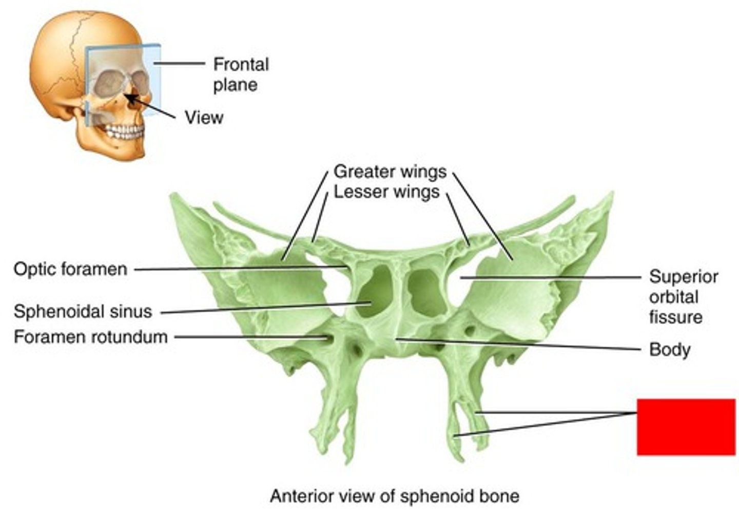 <p>Identify the structure</p>