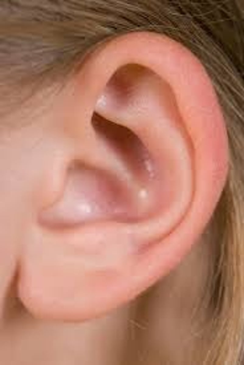 <p>ear</p>