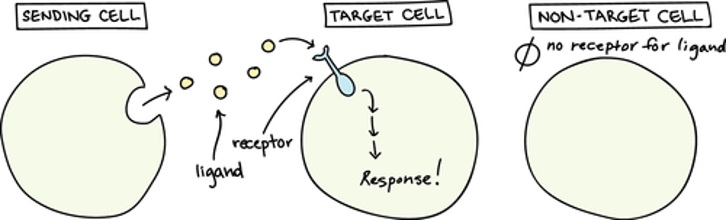 <p>I. Competent - (B) The cell is able to respond</p><p>II. Responder - (A) The cell that responds to a signal</p><p>III. Inducer - (C) The cell that secretes the signal.</p>