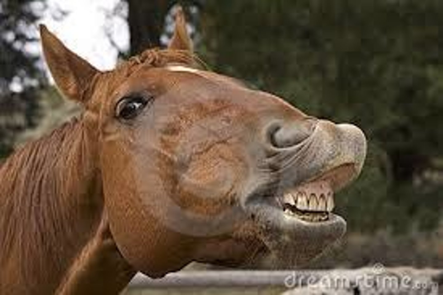 <p>neigh, whinny (horse)</p>