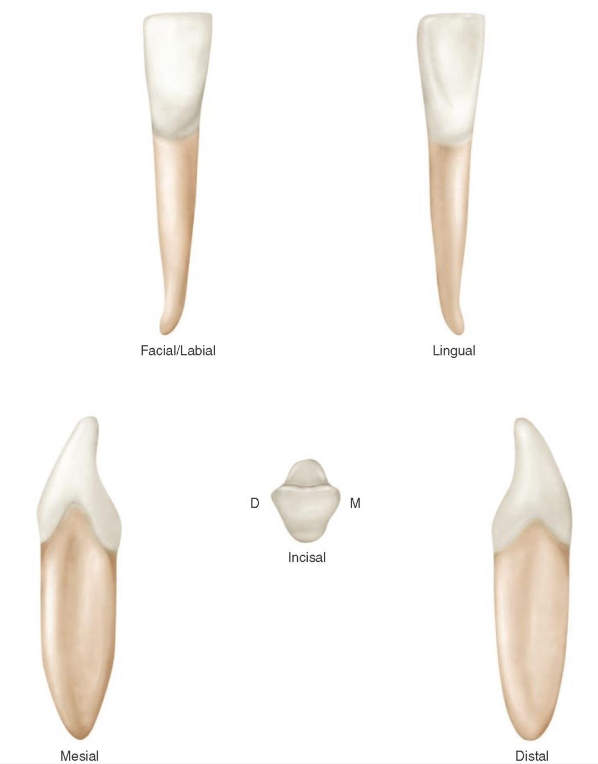 <p>What is this tooth ?</p>