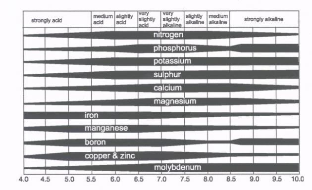 <p>Soil pH is important to horticulturalists and crop</p><p>producers because of its influence of nutrient</p><p>availability in the soil.</p><p>• At the ideal soil pH level, plants can uptake soil</p><p>nutrients required for growth and health.</p><p>• Certain soil nutrients become unavailable at different</p><p>pH levels.</p><p>(The wider the bar the more available the</p><p>nutrient is to the plant)</p><p></p>