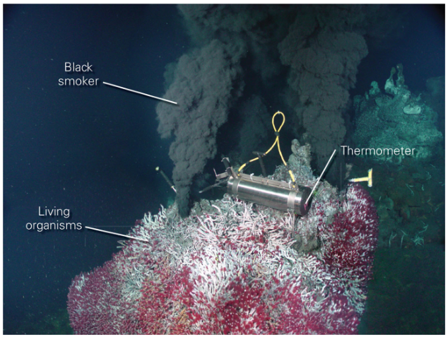 <p>Whole different ecosystem that doesn’t need light with microbes that depend on sulfite (& other minerals) from the magma underneath that’s “superheating” the water</p>