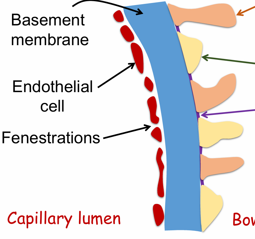 <ol><li><p>Basement membrane</p></li><li><p>Endothelial cells</p></li><li><p>Fenestrations</p></li></ol><p></p>