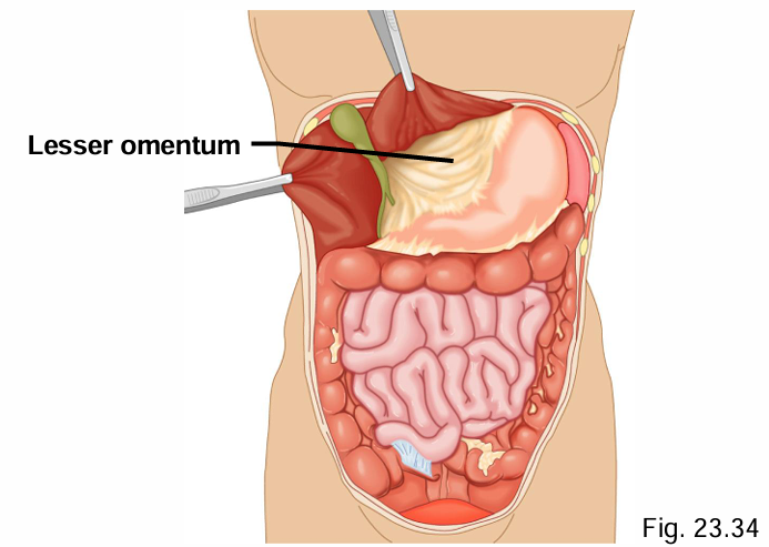 <p>Liver → stomach</p>