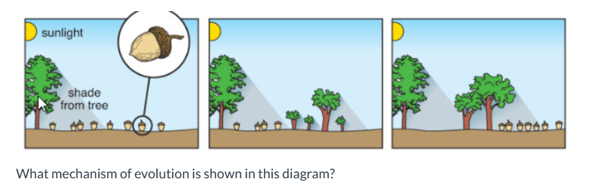 <p>what is shown here?</p>