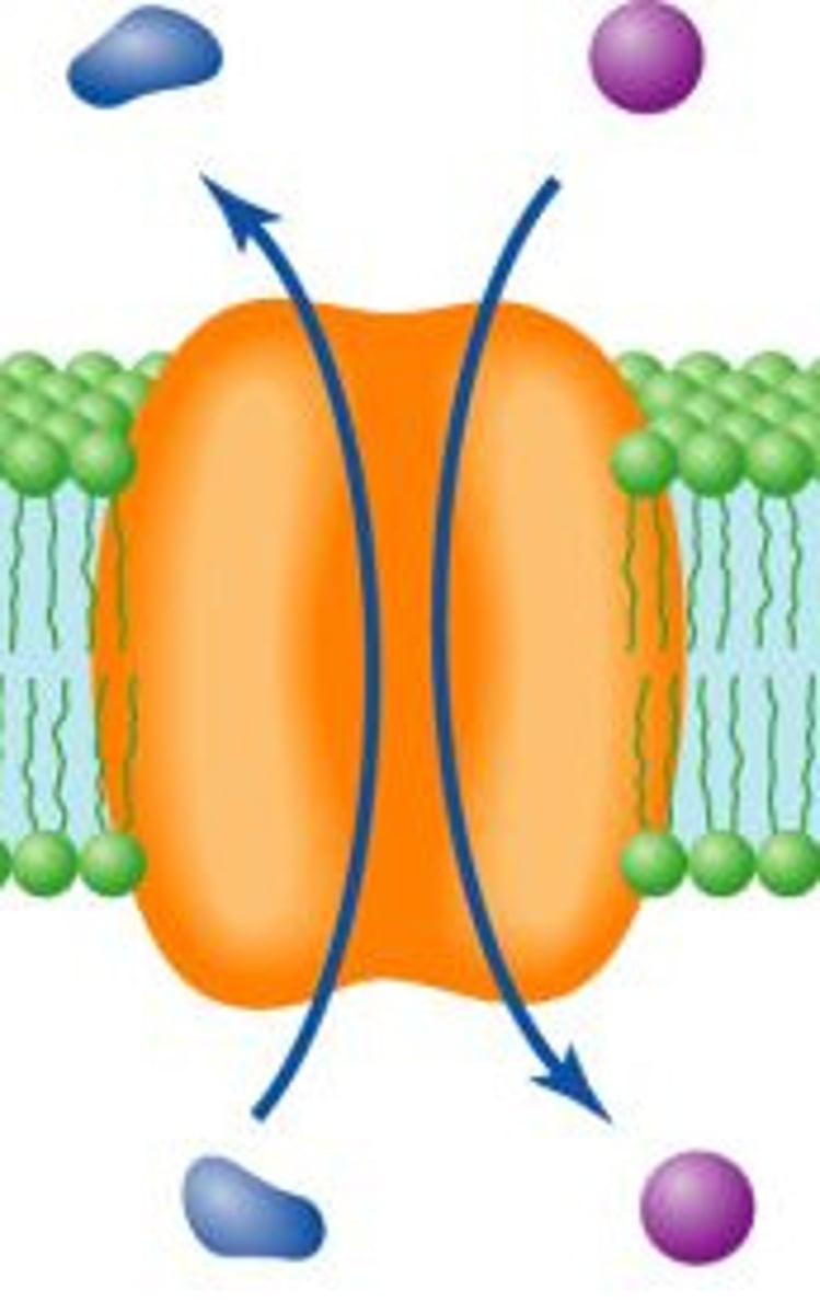 <p>type of active transport that moves two molecules in opposite directions</p>