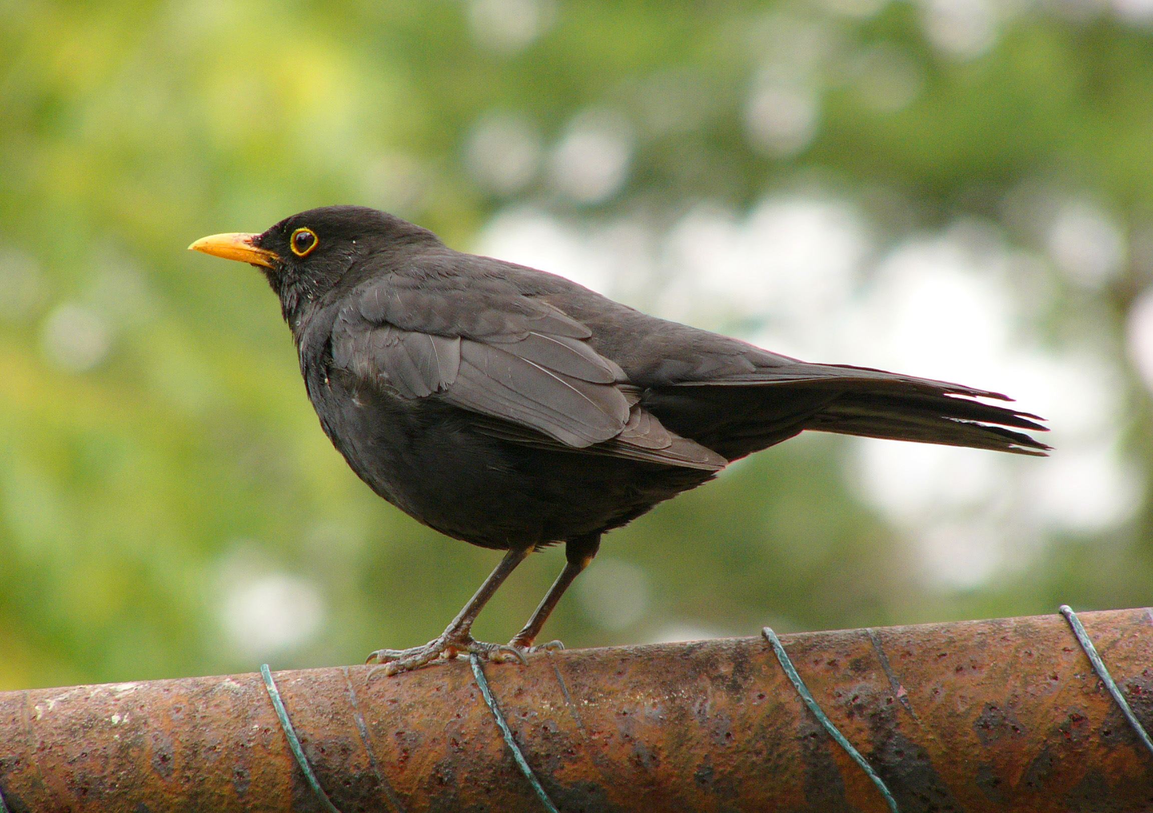 <p>Bird species.</p>