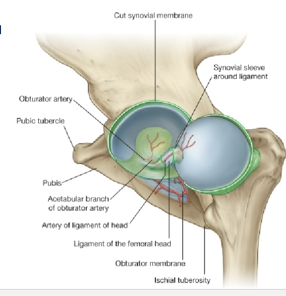 <ul><li><p>Extracapsular arterial network around head and neck of femur</p></li><li><p>Branch from medial &amp; lateral circumflex arteries</p></li><li><p>Only one small artery to the <strong>head</strong> of the femur <strong>(branch of obturator)</strong></p></li></ul><p></p>