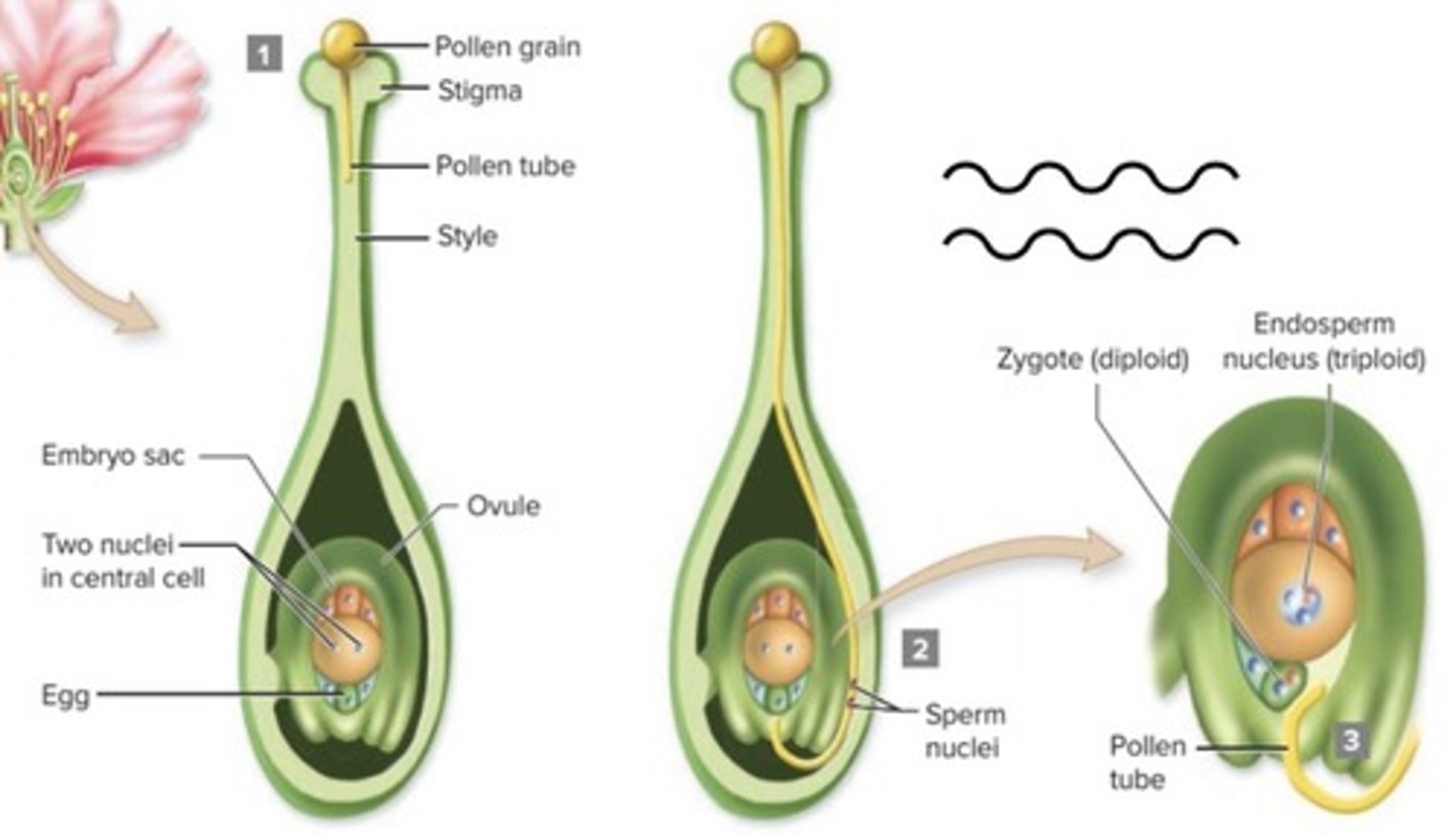 <p>Yields a diploid zygote (embryo) and a triploid central nuclei (endosperm).</p>
