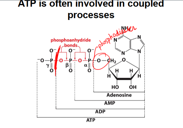 <p>-couples an endergonic reaction with an exergonic reaction</p><p>-lot of protential to release energy in phosphoanhydride bond →couple with adding phosphate to glucose : unfavorable</p><p>favorable : ATP + H2O →ADP + Pi</p><p>unfavorable: glucose + Pi→ glucose-6-phosphate</p><p>-ATP hydrolysis provides energy for glucose phosphorylation</p>