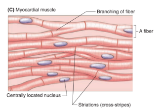 <ul><li><p>striated</p></li><li><p>involuntary</p></li><li><p>constant contraction and relaxation causes heartbeat</p></li></ul><p></p>