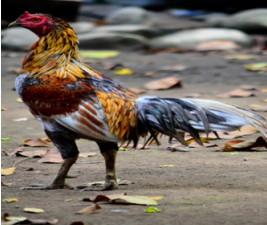 <ul><li><p>Red to red-orange plumage color </p></li><li><p>Tail is black or black with white Pea comb with bright earlobes </p></li><li><p>2.0 to 2.5 kg Rooster | 1.8-2.0 Kg Hens</p></li></ul><p></p>