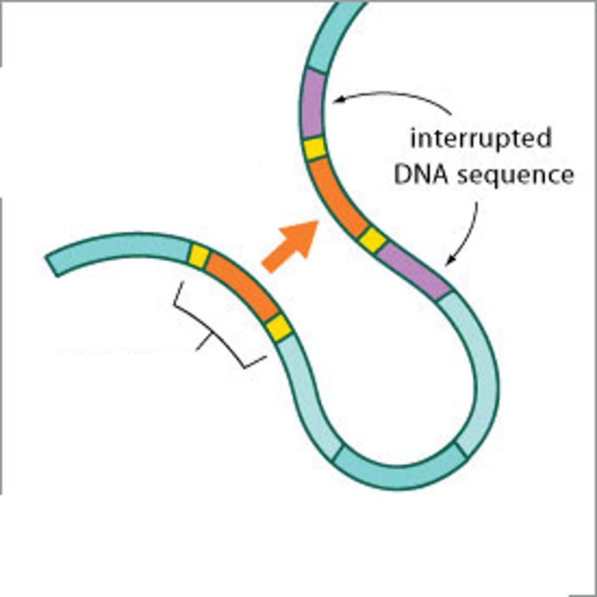 <p>Mobile pieces of DNA that can copy themselves into entirely new areas of the chromosomes</p>