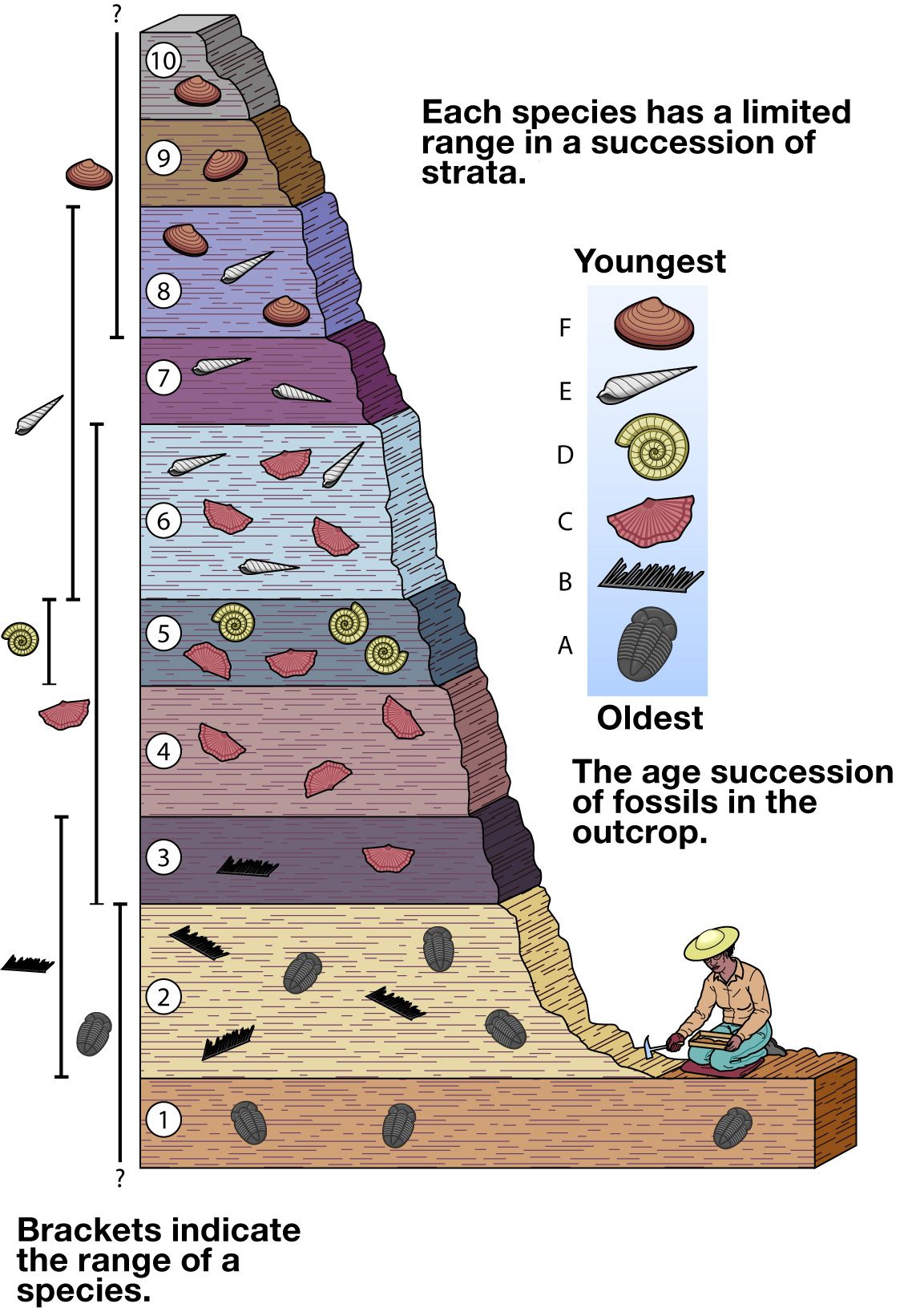 Below is an image of fossils found in an outcrop. A limestone in another outcrop 150 miles away contains fossils C and E. Which bed (labeled 1 through 10 on the image) does this limestone correlate to?