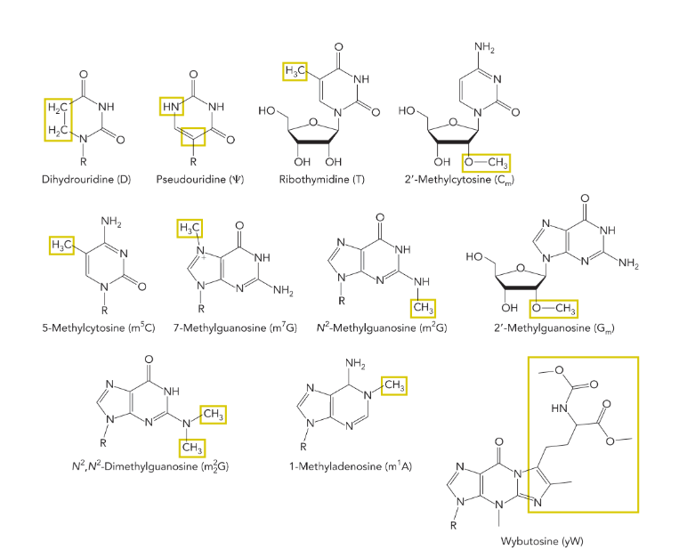 <p>modified (guanine is the most modified)</p>