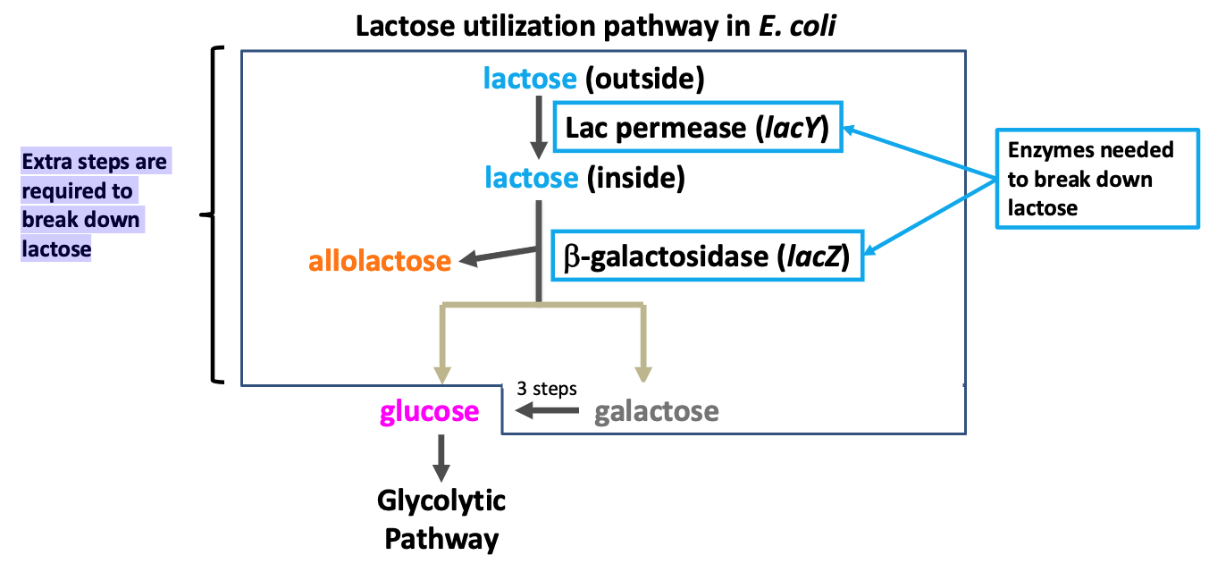 <p><span>Breaking down glucose requires fewer steps and less energy. Extra steps are required to break down lactose</span></p>