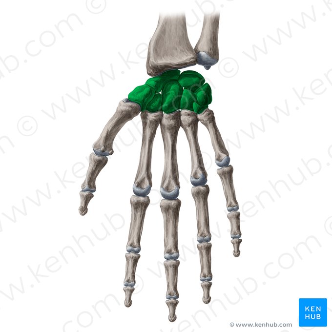 <p>Handwurzelknochen (8)</p>