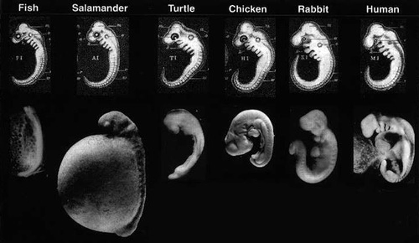 <p>the developing human organism from about 2 weeks after fertilization through the second month</p>