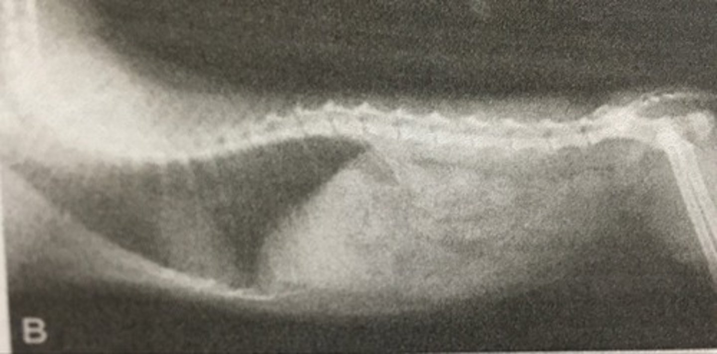 <p>Region of reduced resolution at edges of radiographic image</p>