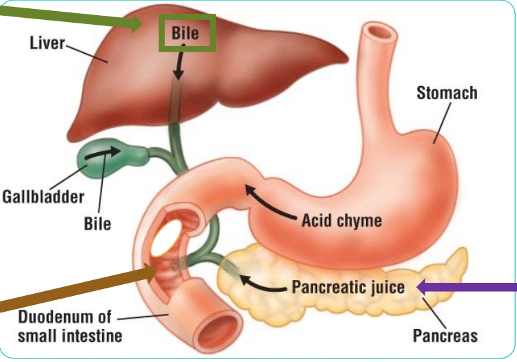 <p>Location of nutrient absorption</p>