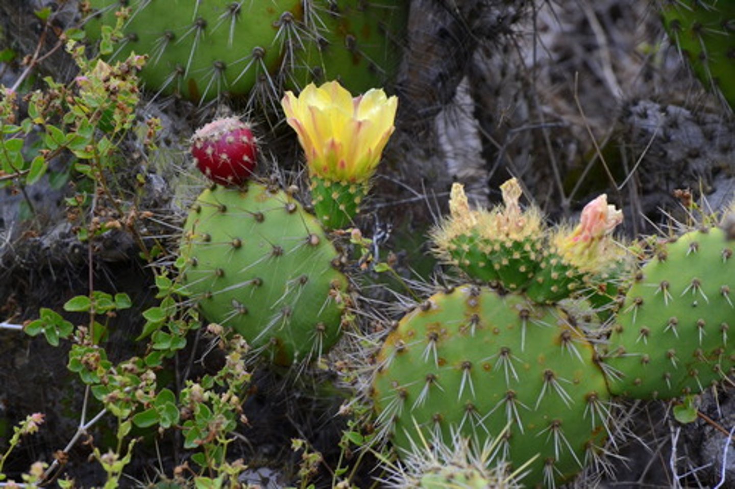 knowt flashcard image