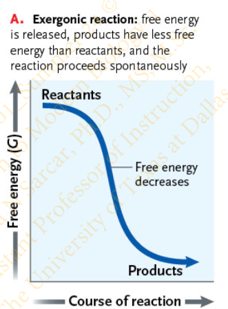 <p>Reaction that releases free energy </p><p>ΔG is negative because the products contain less free energy than the reactants</p>