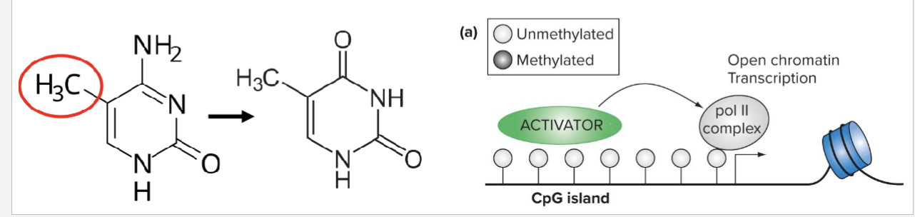 <ul><li><p>Deamination of methylated Cytosine results in Thymine</p></li><li><p>This means that frequently methylated CpGs tend to be lost</p></li><li><p>As active promoters tend to be unmethylated, CpG islands tend to be found in their vicinity</p></li></ul><p></p>