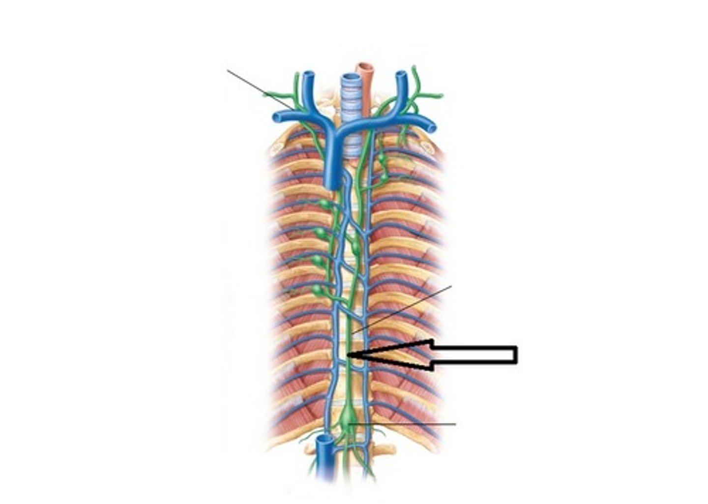 <p>Returns lymph to venous system.</p>