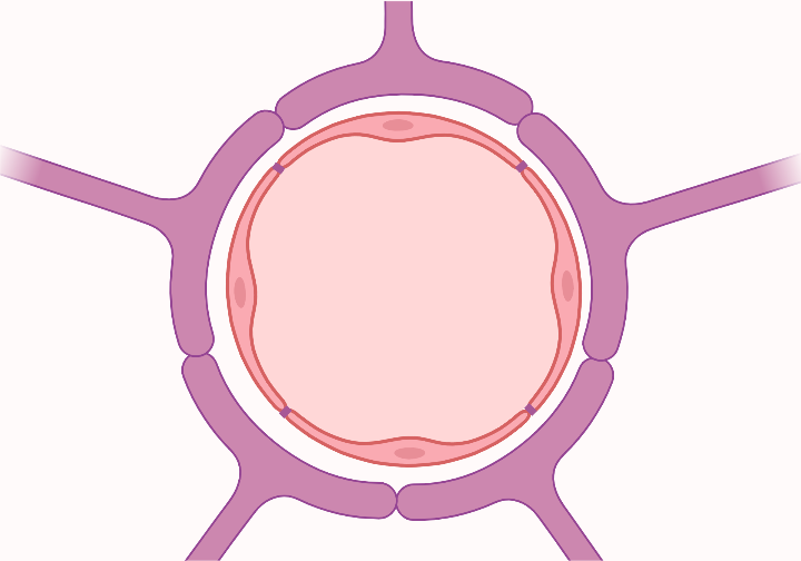 <p>Blood brain barrier structure </p>