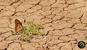 <p>How do economic activities cause desertification and how does it affect people and the environment?</p>