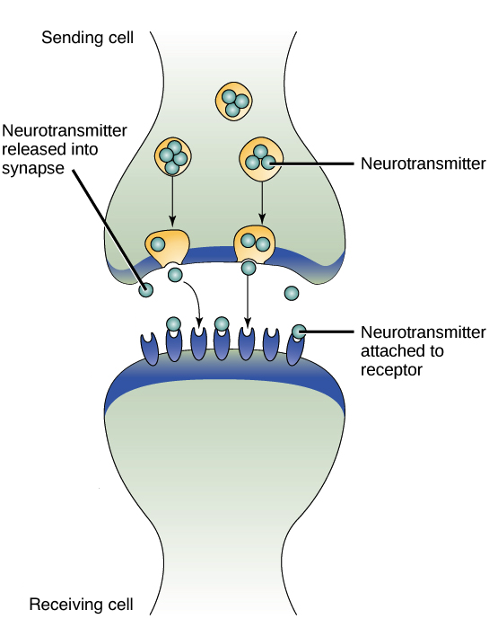 <p>A type of paracrine signaling in which nerve cells transmit signals.</p>