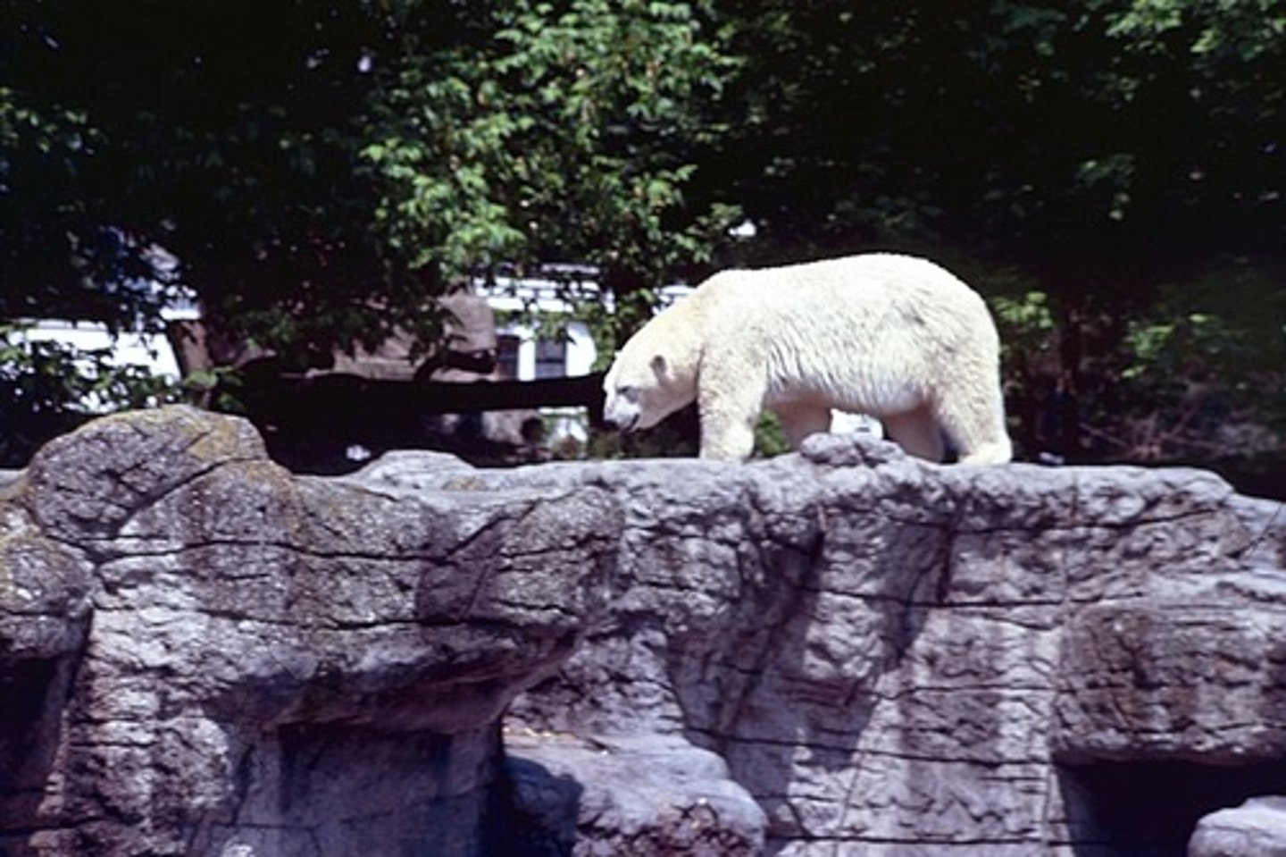 <p>wo die Tiere zu Hause sind</p>