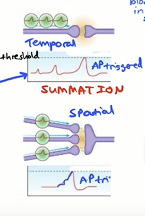 <ul><li><p>ensure impulses are unidirectional</p></li><li><p>allow one neurone to transmit to many synapses</p></li><li><p>or multiple neurones can feed into one neurone</p></li></ul><p></p>